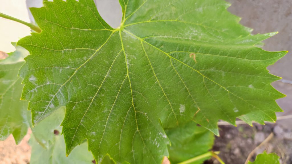 Vom Mehltau befallenes Blatt einer Tafeltraubenpflanze 